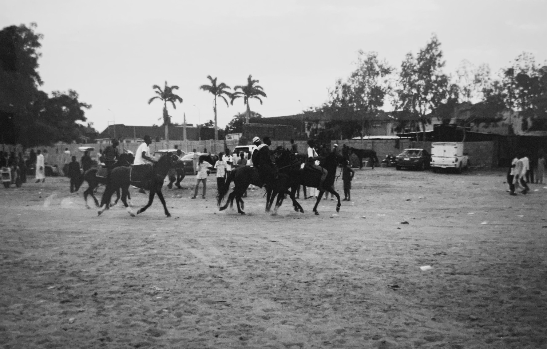 Several horses running, with palmtrees in the background